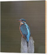 Kingfisher Looks Back Wood Print