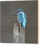Kingfisher On A Post Wood Print