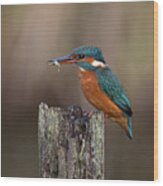 Kingfisher With Fish Wood Print