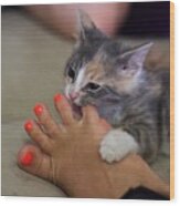 Kitten Nibbling On Orange Painted Toenails Wood Print