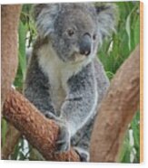 Koala Wood Print