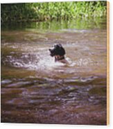 Labrador Retriever Swimming Wood Print