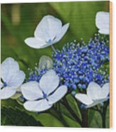 Lacecap Hydrangeas Wood Print