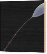 Lacewing Egg On Stalk Wood Print