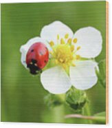 Ladybug On White Flower Macro Wood Print