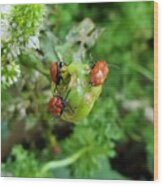 Ladybugs Feeding Wood Print