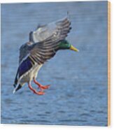 Landing Mallard Wood Print