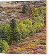 Laramie River Fall Colors Wood Print