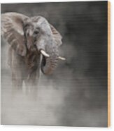 Large African Elephant In The Dust Wood Print