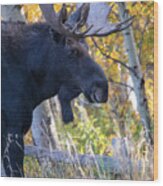 Large Bull Moose In Autumn Foliage Wood Print