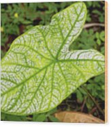 Large Caladium Leaf Wood Print