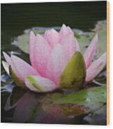 Large Pink Water Lily Wood Print
