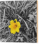 Last Of The Daffodils Wood Print