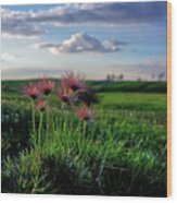 Late Bloomers - 1 Of 2 - Prairie Crocus On Coulee Pasture Hilltop After Blooming Wood Print