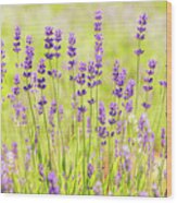 Lavender Field Wood Print