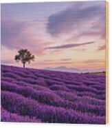 Lavender Field With A Lonely Tree And A Mountain In The Background At Sunset Wood Print