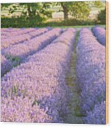 Lavender Fields Wood Print