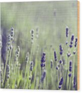 Lavender Flower In Field Wood Print