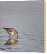 Least Sandpiper At Cedar Island North Carolina Wood Print