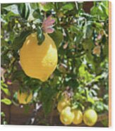 Blooming Lemon Tree In The Mediterranean Garden Wood Print