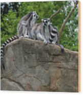 Lemurs On High Wood Print