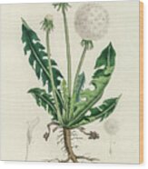 Leontodon Taraxacuma - Dandelion - Medical Botany - Vintage Botanical Illustration Wood Print