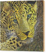 Leopard Gaze Wood Print