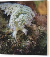 Lettuce Leaf Sea Slug Wood Print