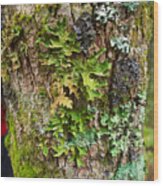 Lichen Near Walker Knob Along The Blue Ridge Parkway Wood Print