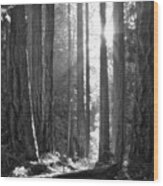 Light In The Old Growth Black And White Wood Print