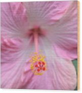 Light Pink Hibiscus 3 Wood Print