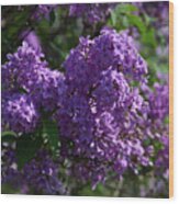Lilacs At Highland Park Wood Print
