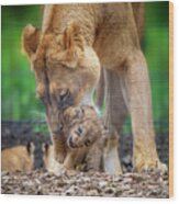 Lily And Cub In Mouth Wood Print