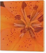 Lily Closeup Wood Print