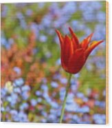 Lily Flowered Tulip Wood Print