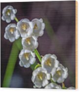 Lily Of The Valley Wood Print
