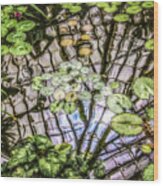 Lily Pads, Conservatory Of Flowers Wood Print