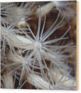 Lined Anemones In A Group Wood Print