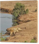 Lion Drinking At Watering Hole Wood Print