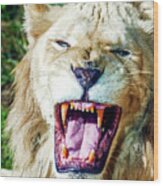 Lion Roar At The Philadelphia Wood Print