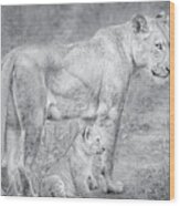 Lioness And Cub Near Kruger National Park, On The Sabi Sands Reserve Wood Print