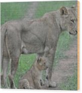 Lioness And Cub On The Road Wood Print