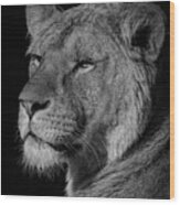 Lioness In Black And White Wood Print