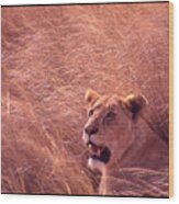 Lioness In Tall Grass Wood Print