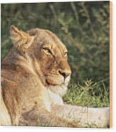 Lioness Lazing In The Klaserie Reserve, Greater Kruger National Park Wood Print