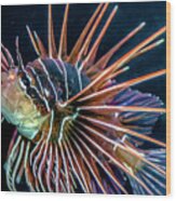 Clearfin Lionfish Wood Print