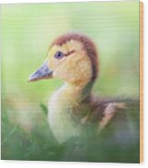 Little Baby Duckling In The Weeds Wood Print