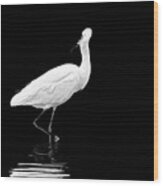 Little Egret Dance In Bw Wood Print