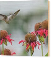 Little Hummingbird And Bee Balm Flowers Wood Print