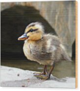 Little Quack Wood Print